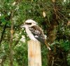 kookaburra.jpg