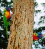 lorikeets.jpg